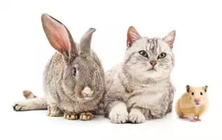 Rabbit, Cat and Hamster at our animal hospital in Monroeville, PA