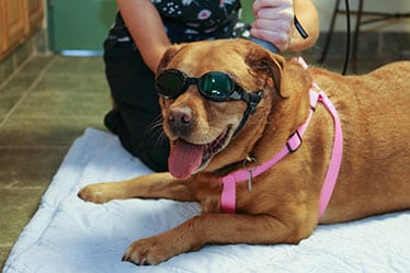 Laser Therapy in Monroeville, PA