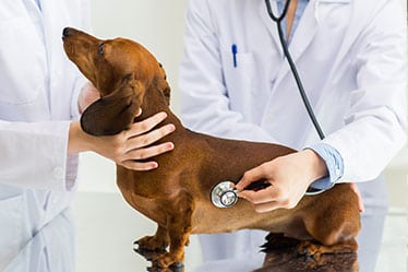 Pet Laboratory Services in Monroeville, PA