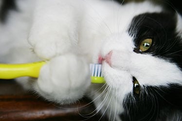 Cat Holding a Toothbrush