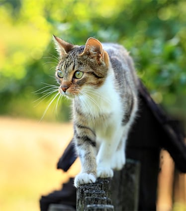 Summer Pet Safety in Monroeville: Cat Walking on Fence