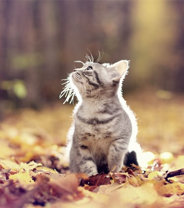Fall Pet Safety in Monroeville: Kitten Sitting on Pile of Leaves