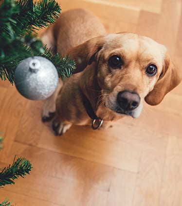 Holiday Pet Safety in Monroeville, PA