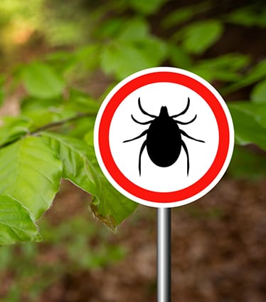 Tick Prevention for Dogs in Monroeville, PA