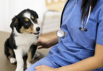 Which Dog Vaccinations Are Necessary in Monroeville, PA?