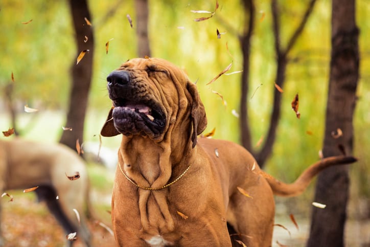Dog Allergy Treatments in Monroeville, PA