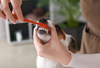 How Often Should I Brush My Dog’s Teeth in Monroeville, PA?