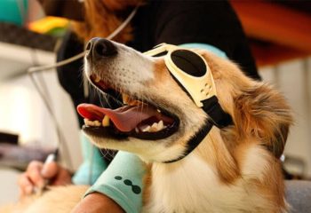 Benefits of Dog Laser Therapy in Monroeville, PA