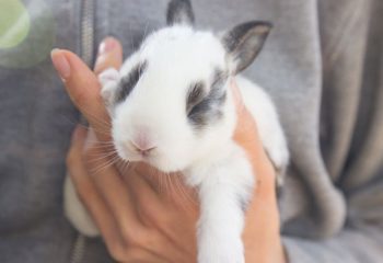 Should I Take My Rabbit to the Vet in Monroeville, PA?
