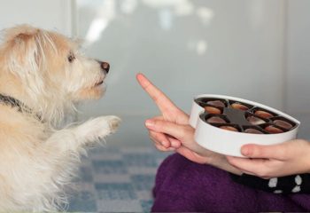 What to Do if Your Dog Eats Chocolate in Monroeville, PA