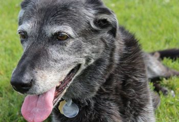 What are the Benefits of Adopting a Senior Dog in Monroeville, PA?