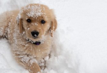 Can Dogs Get Frostbite in Monroeville, PA?