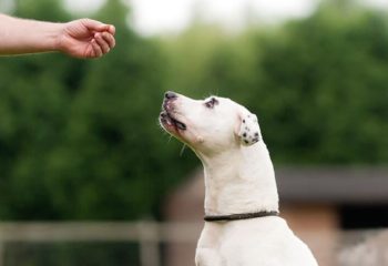 5 Tips for Dog Training in Monroeville, PA