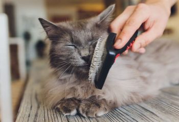 How Do I Minimize My Cat’s Shedding in Monroeville, PA?