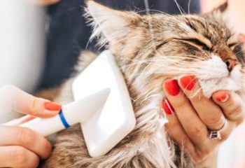 5 Tips for Grooming Your Cat at Home in Monroeville, PA