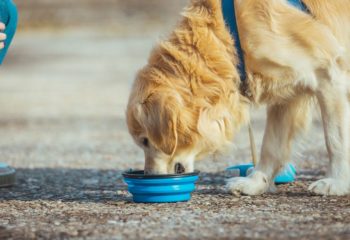 Here’s How to Protect Your Dog from Dehydration in Monroeville, PA