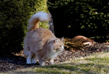 Cat Spraying in Monroeville, PA: What it is and Why Cats Do it