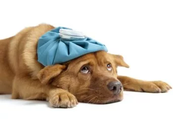 Can Dogs Get Colds in Monroeville, PA?