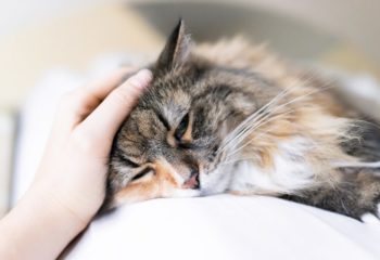 6 Signs that Your Cat Could be in Pain in Monroeville, PA