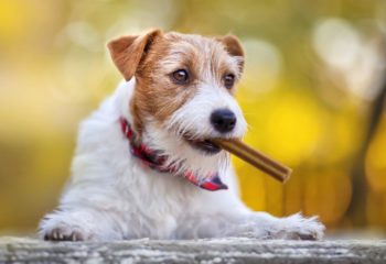 How to Choose the Best Dog Dental Chew for Your Pet in Monroeville, PA