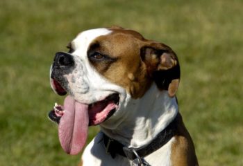 My Dog Keeps Panting in Monroeville, PA, Should I Call the Vet?