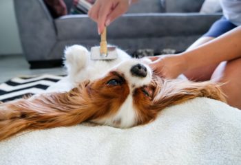 5 Tips for Grooming Your Dog at Home in Monroeville, PA