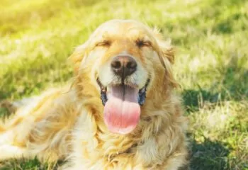 Dog Heatstroke in Monroeville, PA: What it is and How to Protect Your Pet