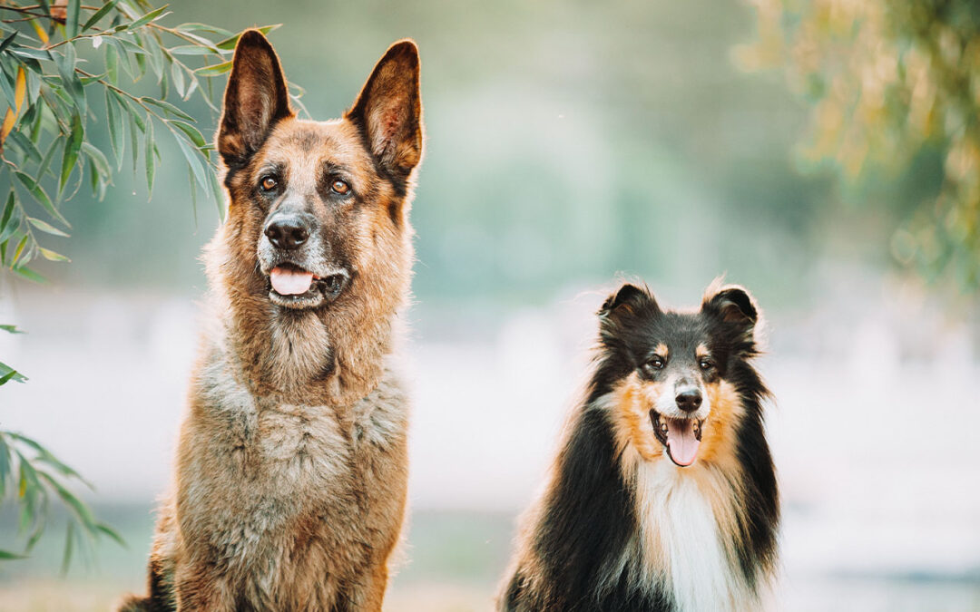 Pain Management Solutions for Pets