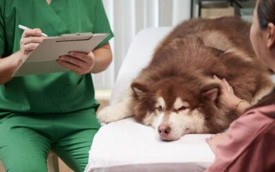 Why Pet Insurance Is a Smart Investment for Pet Owners