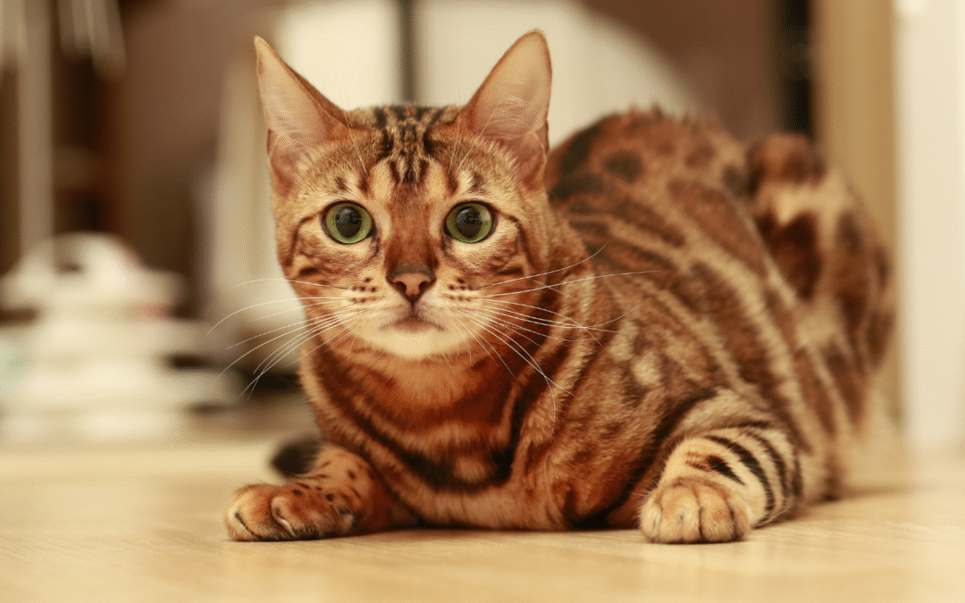 Protecting Your Cat from Feline Leukemia