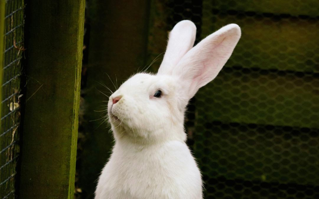 What Are Symptoms of Illness in Rabbits and Pocket Pets?