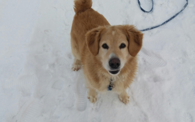 Winter Pet Care Tips for Owners in Monroeville, PA