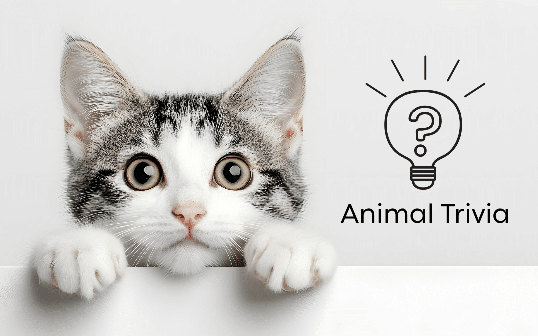 Vet Near Me Quiz – Are You Smarter Than a 5th Grader? Pet Edition | Northern Pike Veterinary Hospital