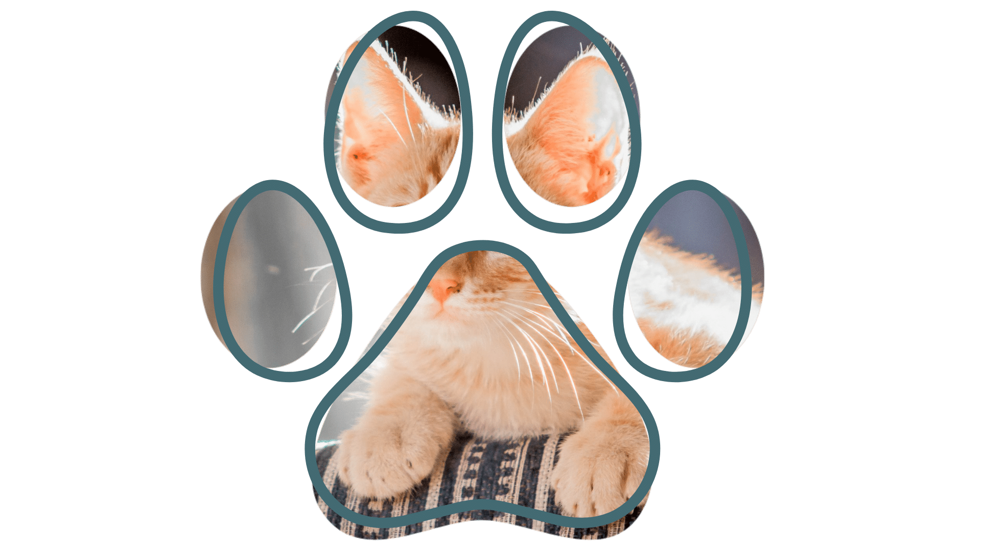 Vet near me senior pet support at Northern Pike Veterinary Hospital in Monroeville, PA