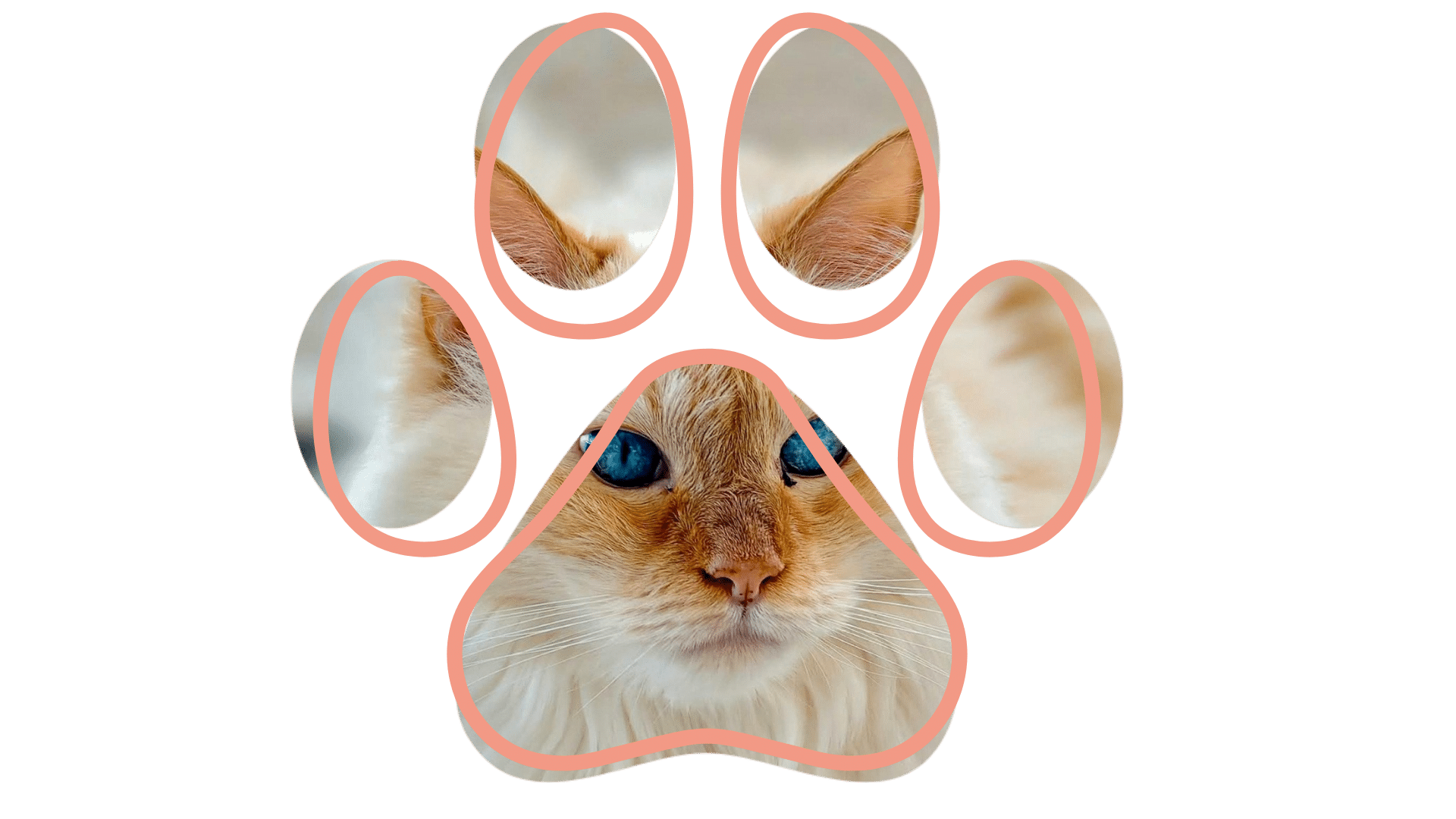 Vet near me urgent pet care at Northern Pike Veterinary Hospital in Monroeville, PA