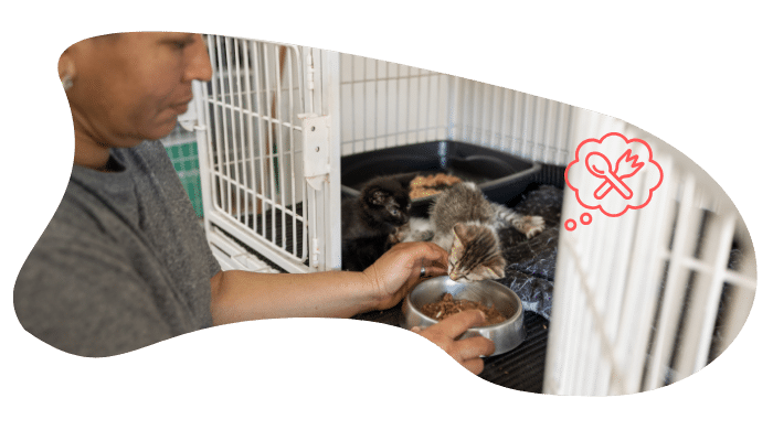 Shelter pet wellness exam at Northern Pike Veterinary Hospital in Monroeville PA