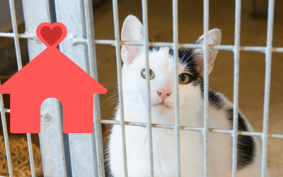 What to Think About When Adopting a Shelter Pet in Monroeville, PA