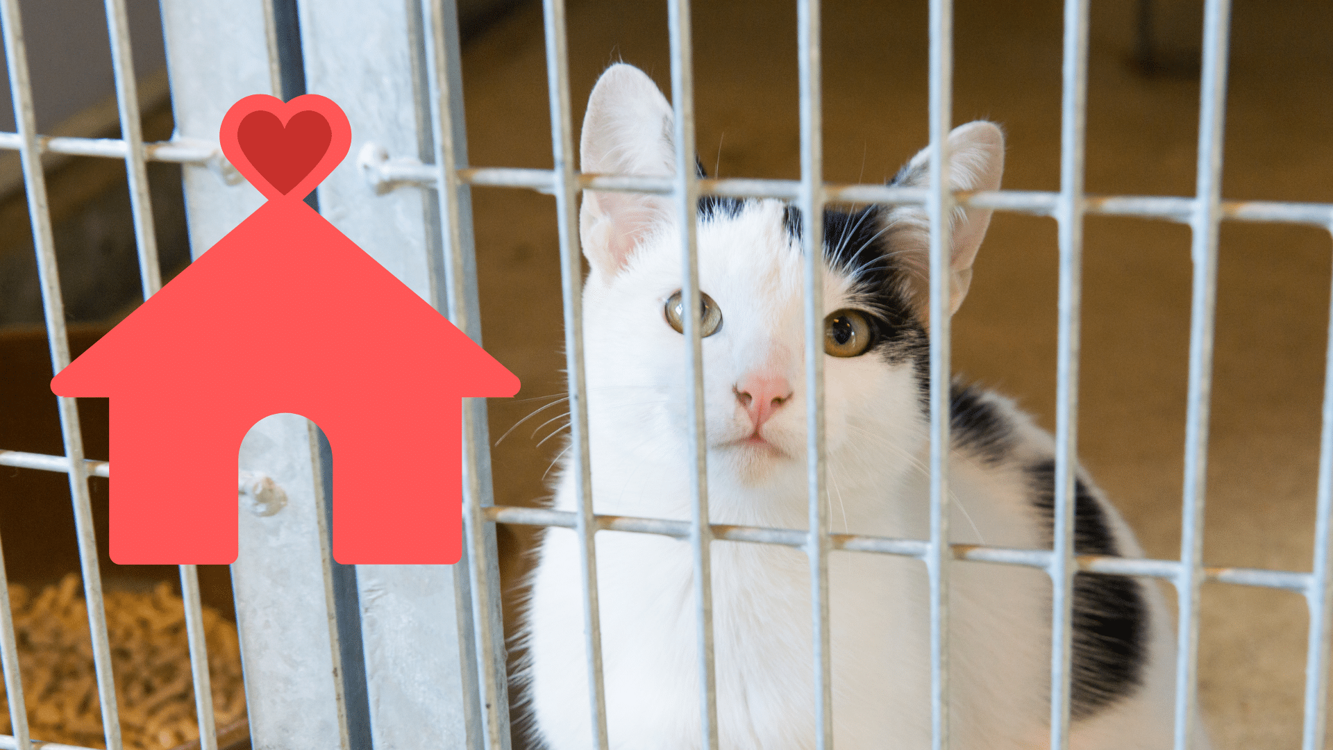 Bringing Home a Shelter Cat Adopting a shelter pet with support from Northern Pike Veterinary Hospital in Monroeville